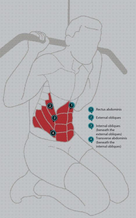A diagram showing the muscles of the abs