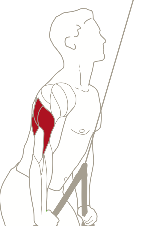 Line drawing showing a man's triceps while exercising - how to build bigger arm muscles