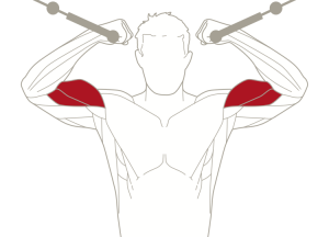 Line drawing showing a man's biceps while exercising - how to build bigger arm muscles